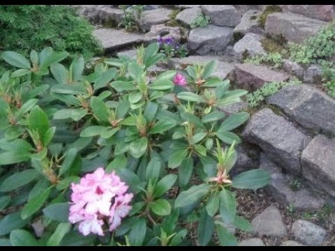 Видео: Почему  РОДОДЕНДРОНЫ скидывают цветочные  почки- 2022 г