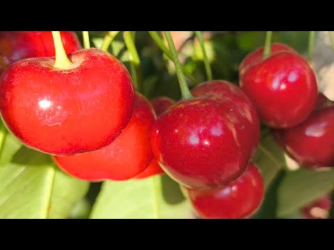 Видео: Черешня Гігант Ред. Cherry Giant Red. Один з найкрупніших сортів черешні. Вага від15 до 20 г!