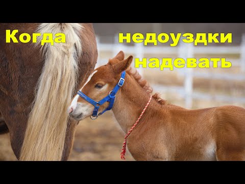Видео: Когда маленькому коню недоуздок надевать?