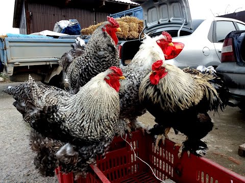Видео: Птичий рынок, Варениковская 06.03.21