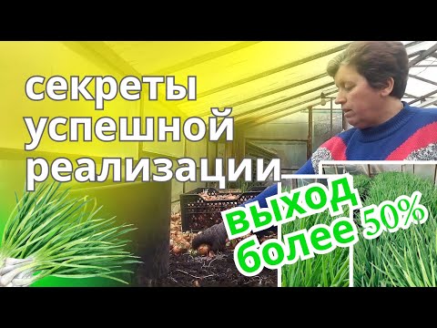 Видео: Вырастили лук перо. Выход более 50%
