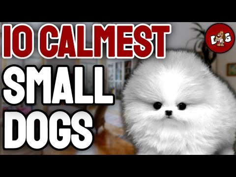 Видео: ТОП-10 САМЫХ СПОКОЙНЫХ ПОРОД МАЛЕНЬКИХ СОБАК, О КОТОРЫХ ВЫ НИКОГДА НЕ ДОГАДАЕТЕ | Часть 2