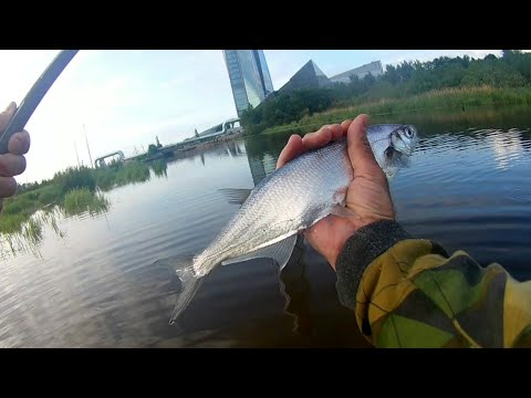 Видео: Рыбалка на поплавок, чехонь, подлещик, густера
