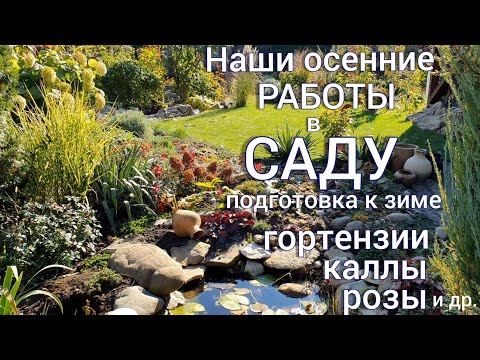 Видео: Гортензии, каллы , розы , травы -  наш осенний уход .Прогулка - обзор  САДА . ОКТЯБРЬ.