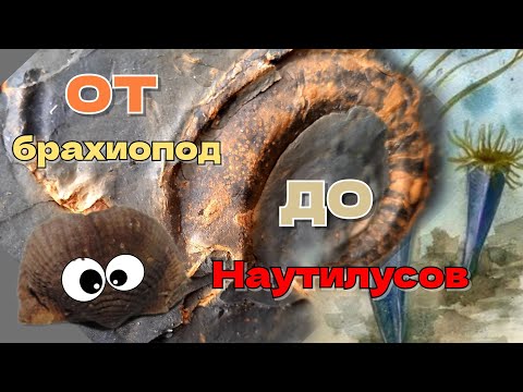 Видео: Окаменелости Калужской области. От брахиопод до наутилусов. Экспедиция, часть 2.
