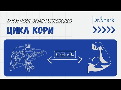 Видео: Биохимия. Обмен углеводов. Цикл Кори или Глюкозо-лактатный цикл.