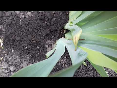 Видео: ОТЦВЕЛИ ИРИСЫ.ЧТО ДЕЛАЕМ ДАЛЬШЕ.