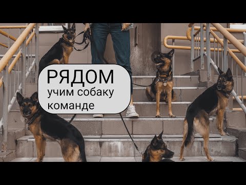 Видео: Как научить собаку команде рядом
