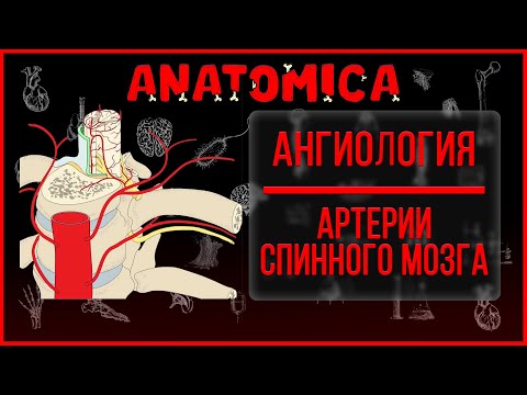 Видео: Кровоснабжение спинного мозга / Артерии спинного мозга / Ангиология