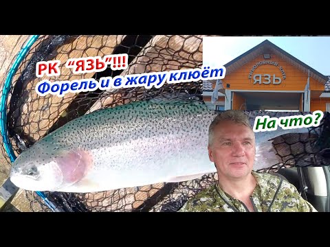 Видео: Форелевая паста работает в жару. Клюёт одна за одной. РК "Язь". #форель