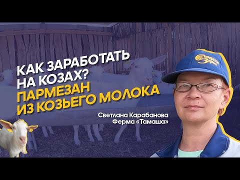 Видео: Козья ферма в Казахстане: чем кормить коз, как ухаживать, что производить из козьего молока? |Тамаша