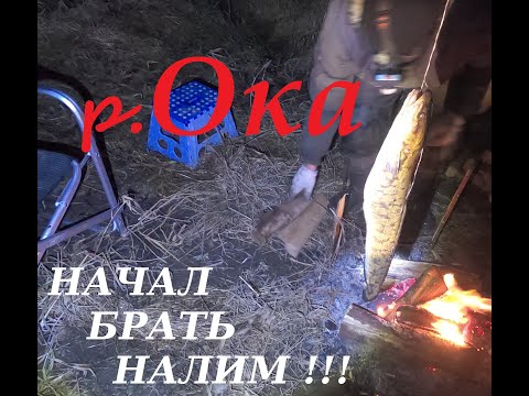 Видео: Ловим налима, река Ока, конец ноября.