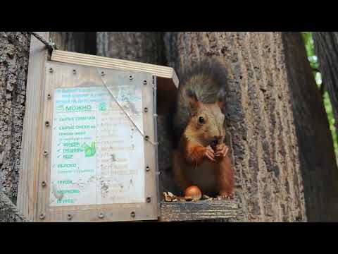 Видео: Бельчонок с чёрными кисточками на ушах и серый альфа!🎧🤗Baby squirrel with black ear tufts and alpha!