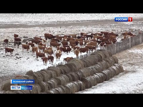 Видео: В Аскизском районе усилены профилактические меры против узелкового дерматита