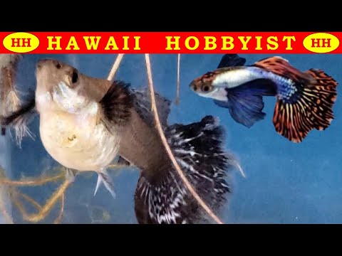 Видео: Dumbo Mosaic Guppy ДАЯ ЖИВУЮ РОЖДУЮ И БОЛЬШЕ Видео