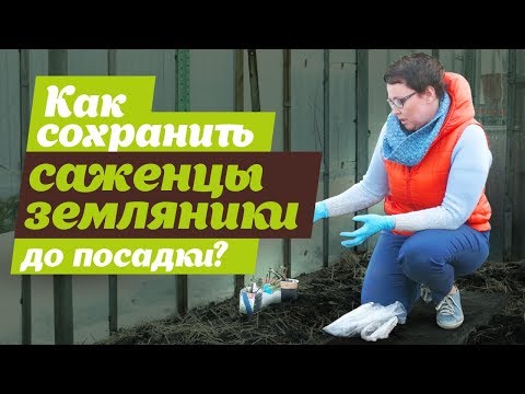 Видео: КАК СОХРАНИТЬ САЖЕНЦЫ ЗЕМЛЯНИКИ ДО ПОСАДКИ