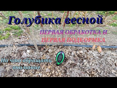 Видео: Весенние работы по голубике