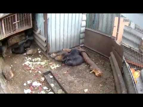 Видео: В каком возрасте комплектовать семьи нутрий