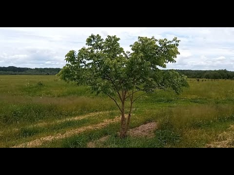 Видео: Выращивание Черного Ореха (black walnut) в Тверской области.