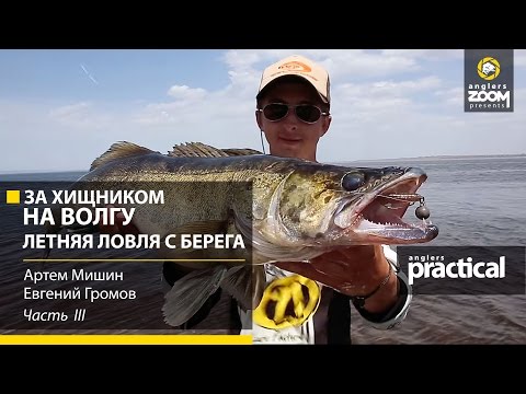 Видео: За хищником на Волгу. Летняя ловля с берега. Часть 3. Anglers Practiсal