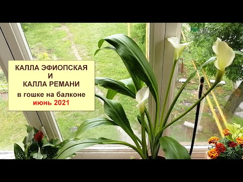 Видео: Калла Эфиопская и Ремани в горшке на балконе. Цветение.