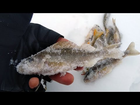 Видео: Устали бурить лунки! ОГРОМНЫЙ ёрш. Зимняя рыбалка на мормышки и донки. Каждая поклевка на вес золота