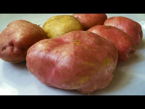 Видео: Моя ГИГАНТСКАЯ картошка