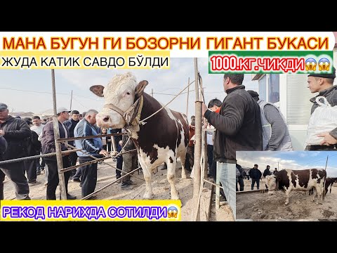 Видео: ХОРАЗМ  МОЛ  БОЗОРИ УРГАНЧ СИРОЖ КАССОП ГИГАНТ БУКАНИ  3 ТА КИШИ БИЛАН  САВДО  КИЛДИ ОХИР БОЗОР😱😱