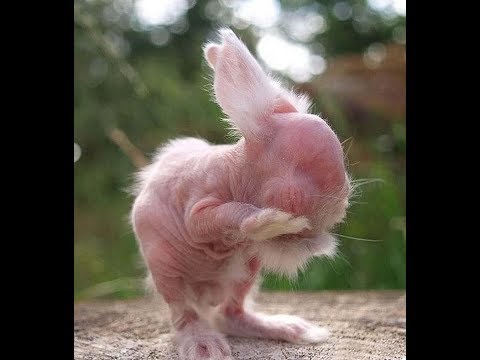 Видео: Облысение у кроликов. Разбираемся в причинах.