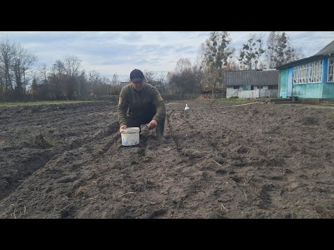 Видео: Всетаки саджаю часник, не на продаж а для себе.