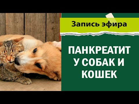 Видео: Диагноз - Панкреатит у собак и кошек