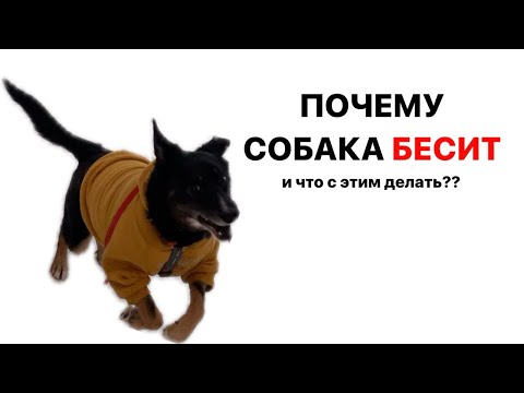 Видео: СОБАКА БЕСИТ?? Терапевтичное видео про сложные эмоции к собакам