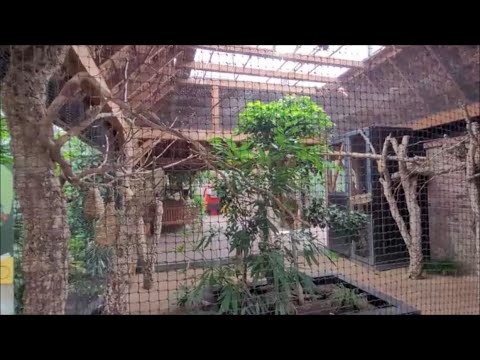 Видео: Птицы в парке отдыха…