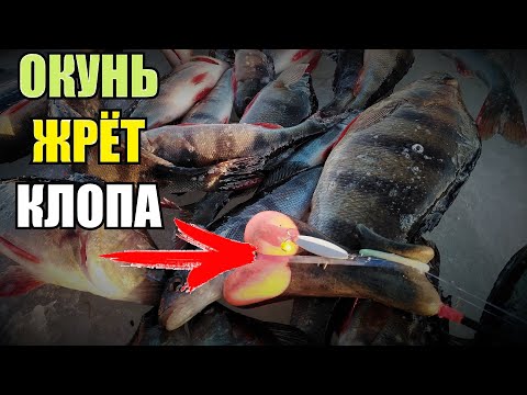 Видео: Окунь Кушает Клопа! Много поклёвок окуня на зимнюю блесну  Блесны Клоп 25 и КлопИК 32