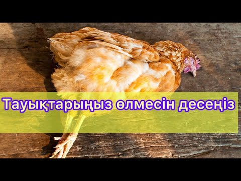 Видео: Тауық сатып аларда мәнберетін нәрселер #chicken #тауық #тауықбағу #әтеш