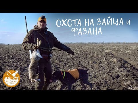 Видео: Уникальные кадры результативной охоты на фазанов и зайцев в Запорожской области.Охотничий дневник #3