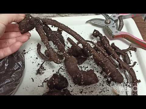 Видео: Как прорастить слепые корни пионов. Результаты за 2 недели.