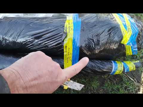 Видео: 23.03.24 ✖️Хурма від ''сад Чередниченко'' 😯та жардель на літню окуліровку.🤔