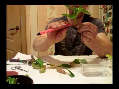 Видео: Непентес размножение в домашних условиях