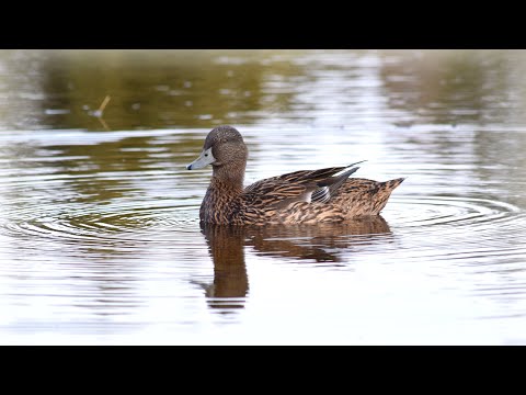 Видео: Фальстарт! Открытие охоты с подсадными утками на селезня. Фонарь armytek wizard c2 pro max.