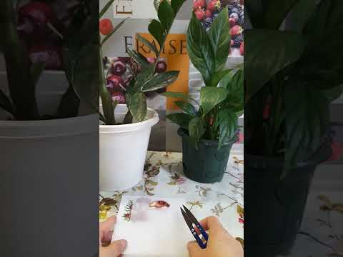 Видео: Вышивка ,мои финиши и продвижения🌿🌸🌷🍄