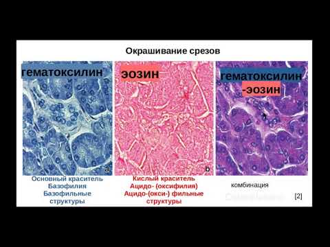 Видео: Гистологические методы. Виды красителей. Окрашивание: гематоксилин-эозин.