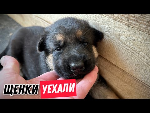 Видео: ЩЕНКИ НЕ РАДЫ ПЕРЕЕЗДУ