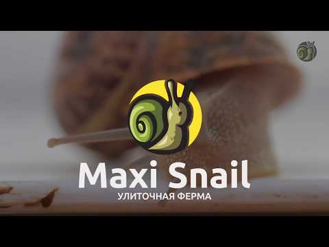 Видео: Улиточная ферма - как запустить? l Отвечаем на вопросы l Maxi Snail