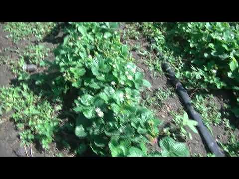 Видео: Маточник клубники