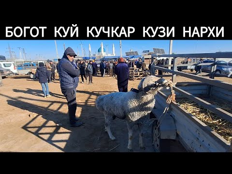 Видео: КУЙ КУЧКАР КУЗИ НАРХИ ХОРАЗМ БОГОТ БОЗОРИ 5 НОЯБР 2025-ЙИЛ !!! ХОРАЗМ ОБЗОР 
