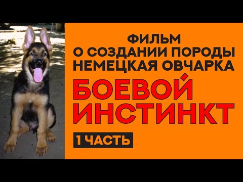 Видео: История создания породы Немецкая Овчарка. Фильм "Боевой Инстинкт". 1 часть. German Shepherd History.