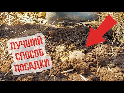 Видео: Этот способ посадки картофеля дает лучший урожай! Как вырастить хороший урожай картошки?