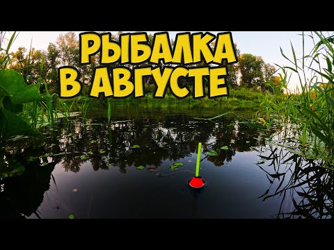 Видео: Рыбалка в августе на речке. Крупная плотва и другие