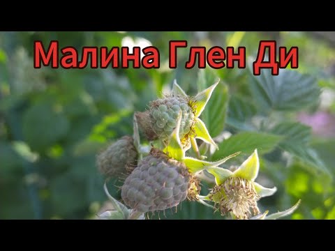 Видео: Малина Глен Ди